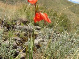 Gladiolus saundersii